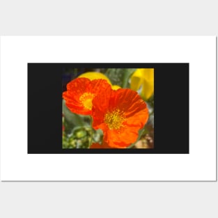 Resting Orange Poppies in the Sun Posters and Art